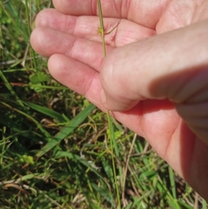 Cyperus sphaeroideus at Jacka, ACT - 25 Feb 2024 10:07 AM