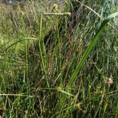 Cyperus sphaeroideus at Jacka, ACT - 25 Feb 2024 10:07 AM