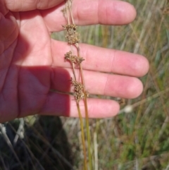 Juncus sp. (A Rush) at Jacka, ACT - 24 Feb 2024 by PaulDoy