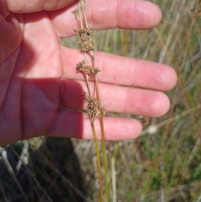 Juncus (genus) (A Rush) at Jacka, ACT - 25 Feb 2024 by PaulDoy