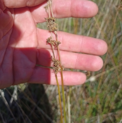 Juncus sp. (A Rush) at Jacka, ACT - 24 Feb 2024 by PaulDoy