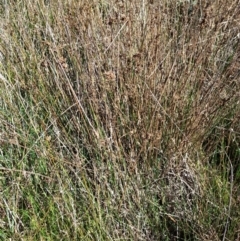 Juncus (genus) at Jacka, ACT - 25 Feb 2024 10:11 AM