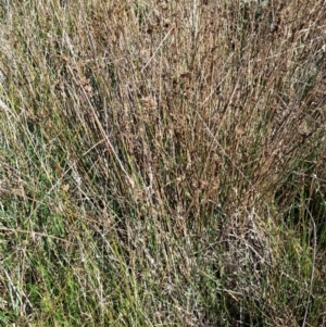 Juncus sp. at Jacka, ACT - 25 Feb 2024 10:11 AM