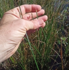 Eleocharis acuta (Common Spike-rush) at Jacka, ACT - 24 Feb 2024 by PaulDoy