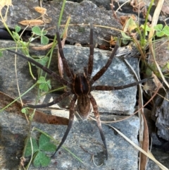 Dolomedes (genus) (Fishing spider) at Gilmore, ACT - 31 Mar 2024 by Melmo