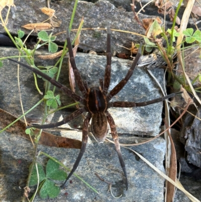 Dolomedes (genus) (Fishing spider) at Gilmore, ACT - 31 Mar 2024 by Melmo