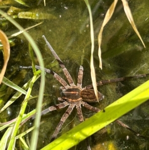 Dolomedes sp. (genus) at Gilmore, ACT - suppressed