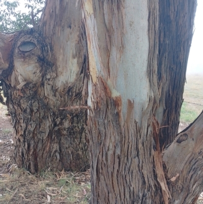 Eucalyptus maidenii (Maiden's Gum, Blue Gum) at Symonston, ACT - 31 Mar 2024 by CallumBraeRuralProperty