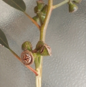 Eucalyptus globulus subsp. maidenii at Symonston, ACT - 1 Apr 2024
