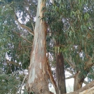 Eucalyptus globulus subsp. bicostata at Symonston, ACT - 1 Apr 2024
