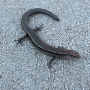 Lampropholis delicata at Gilmore, ACT - 1 Apr 2024