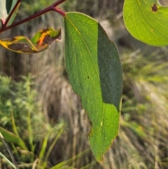 Eucalyptus pauciflora subsp. pauciflora (White Sally, Snow Gum) at Captains Flat, NSW - 31 Mar 2024 by Csteele4