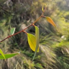 Eucalyptus pauciflora subsp. pauciflora at QPRC LGA - 31 Mar 2024 05:08 PM