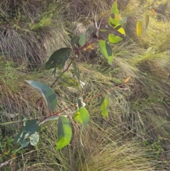 Eucalyptus pauciflora subsp. pauciflora at QPRC LGA - 31 Mar 2024 05:08 PM