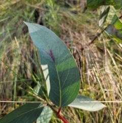 Eucalyptus pauciflora subsp. pauciflora at QPRC LGA - 31 Mar 2024 05:08 PM