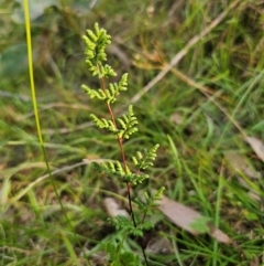 Cheilanthes sieberi subsp. sieberi (Narrow Rock Fern) at Captains Flat, NSW - 31 Mar 2024 by Csteele4