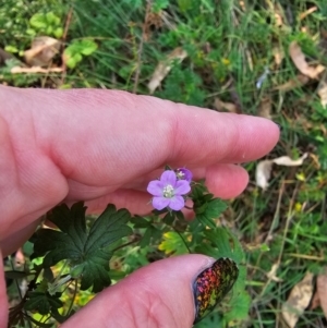 Geranium gardneri at QPRC LGA - 31 Mar 2024 04:59 PM