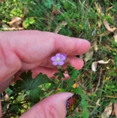 Geranium gardneri at QPRC LGA - 31 Mar 2024