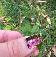 Geranium gardneri at QPRC LGA - 31 Mar 2024