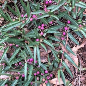 Eremophila debilis at Cowra, NSW - 20 Mar 2024