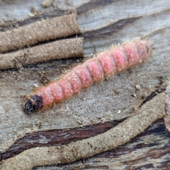 Unidentified Moth (Lepidoptera) at Lions Youth Haven - Westwood Farm A.C.T. - 31 Mar 2024 by HelenCross