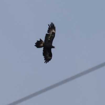 Aquila audax (Wedge-tailed Eagle) at Wodonga - 1 Apr 2024 by KylieWaldon