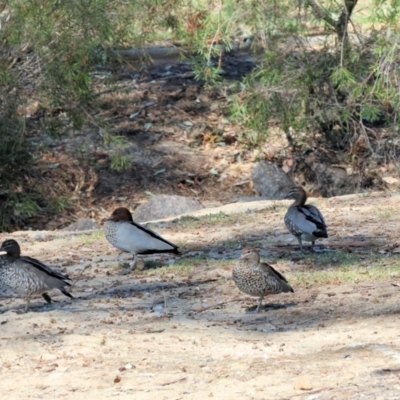 Chenonetta jubata (Australian Wood Duck) at West Wodonga, VIC - 30 Mar 2024 by KylieWaldon