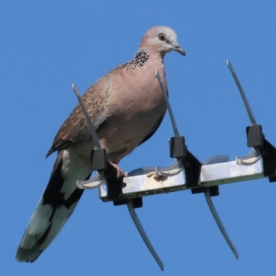 Spilopelia chinensis (Spotted Dove) at Wodonga - 30 Mar 2024 by KylieWaldon