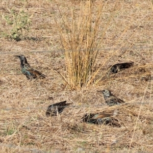 Sturnus vulgaris at Wodonga - 1 Apr 2024