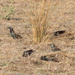 Sturnus vulgaris (Common Starling) at suppressed by KylieWaldon