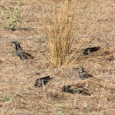 Sturnus vulgaris (Common Starling) at Wodonga, VIC - 31 Mar 2024 by KylieWaldon
