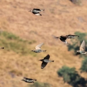 Sturnus vulgaris at Wodonga - 1 Apr 2024