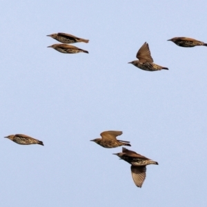 Sturnus vulgaris at Wodonga - 1 Apr 2024