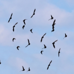 Sturnus vulgaris at Wodonga - 1 Apr 2024