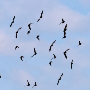 Sturnus vulgaris at Wodonga - 1 Apr 2024 08:31 AM