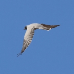 Coracina novaehollandiae (Black-faced Cuckooshrike) at Wodonga - 1 Apr 2024 by KylieWaldon