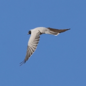 Coracina novaehollandiae (Black-faced Cuckooshrike) at suppressed by KylieWaldon