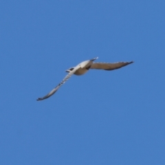 Coracina novaehollandiae at Wodonga - 1 Apr 2024