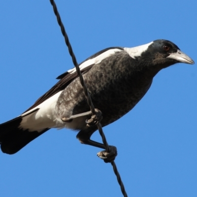 Gymnorhina tibicen (Australian Magpie) at Wodonga, VIC - 31 Mar 2024 by KylieWaldon