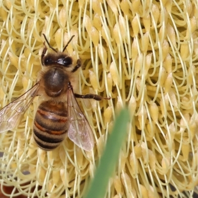 Apis mellifera (European honey bee) at Wodonga - 31 Mar 2024 by KylieWaldon