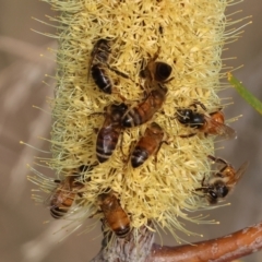 Apis mellifera at Wodonga - 1 Apr 2024 08:35 AM