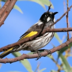 Phylidonyris novaehollandiae (New Holland Honeyeater) at WREN Reserves - 31 Mar 2024 by KylieWaldon