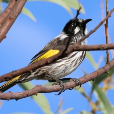 Phylidonyris novaehollandiae (New Holland Honeyeater) at Wodonga - 31 Mar 2024 by KylieWaldon