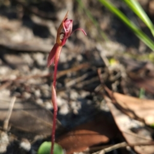 Chiloglottis sp. at Ben Boyd National Park - 1 Apr 2024