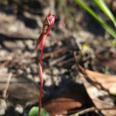 Chiloglottis sp. (A Bird/Wasp Orchid) at Eden, NSW - 31 Mar 2024 by BethanyDunne