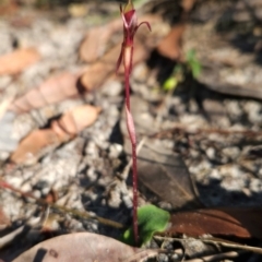 Chiloglottis sp. at Ben Boyd National Park - 1 Apr 2024