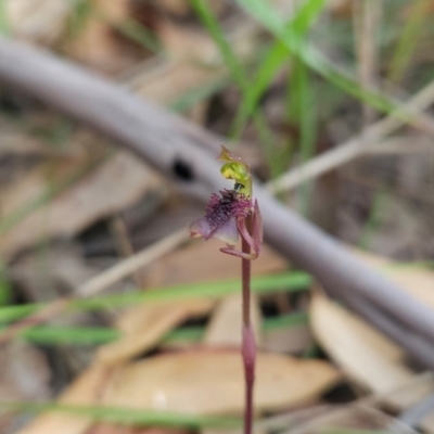 Chiloglottis curviclavia (Bird Orchid) at Eden, NSW - 31 Mar 2024 by BethanyDunne