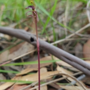 Chiloglottis curviclavia at Beowa National Park - suppressed