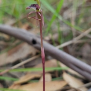 Chiloglottis curviclavia at Ben Boyd National Park - 1 Apr 2024