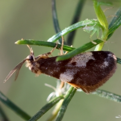 Anestia semiochrea (Marbled Footman) at Red Hill to Yarralumla Creek - 1 Apr 2024 by LisaH